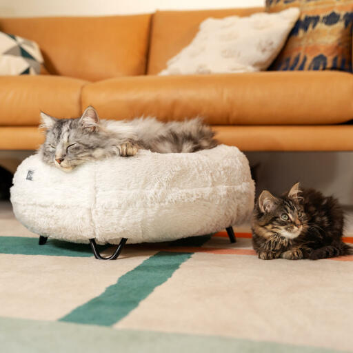 Eine Katze auf dem luxuriösen, weichen Donut-Katzenbett in Schnellballweiß mit schwarzen Haarnadel-Designerfüßen aus Metall
