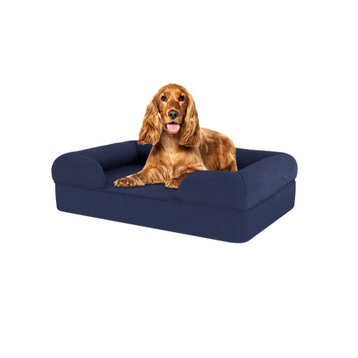 Hund sitzt auf mittelgroßem mitternachtsblauem memory-foam-hundebett