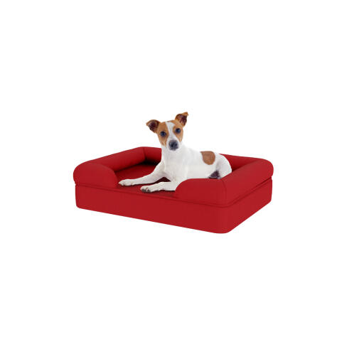 Hund sitzend auf kleinem merlotroten memory foam nackenrolle hundebett