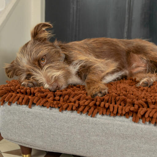 Hund liegend auf Omlet Topology hundebett mit mikrofaser-topper mit messingkappe holzfüße