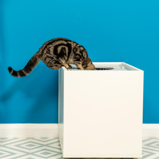 Katze klettert in Maya top entry katzenklo