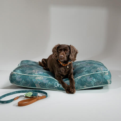 Ein hund liegt auf dem naturpfad kissen hundebett mit zubehör