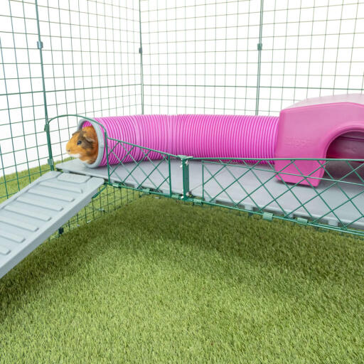 Meerschweinchen in rosa meerschweinchen spieltunnel an rosa Zippi meerschweinchenschutz auf Zippi plattformen