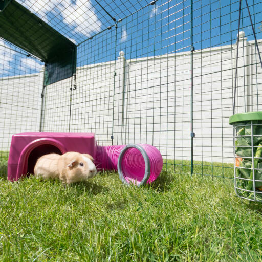 Ein lila Omlet meerschweinchenunterstand und -tunnel.