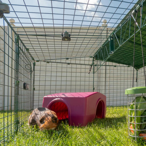 Ein meerschweinchen, das seinen schutz genießt.