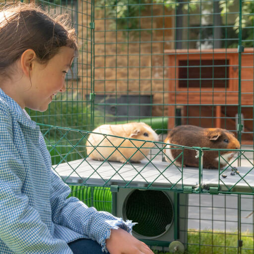 Kindern wird es gefallen, mit ihren Haustieren auf Augenhöhe zu sein und mit ihnen auf ihrem neuen Meerschweinchen-Spielplatz Zeit verbringen zu können.