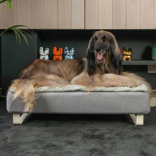 Hund sitzt auf Omlet Topology hundebett mit gestepptem topper und weißen schienenfüßen
