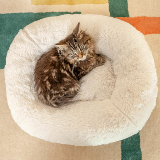Das knapp über 1kg schwere Kätzchen Georgie liebt die Donut-Polsterung des Maya-Katzennests.