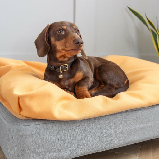 Winston der Dackel liebt sein kleines Topology-Hundebett mit der super bequemen Sitzsack-Auflage.