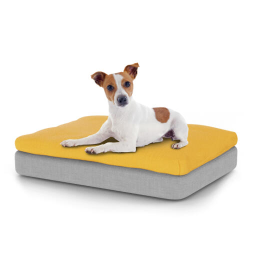 Hund sitzt auf kleinem Topology hundebett mit sitzsackauflage