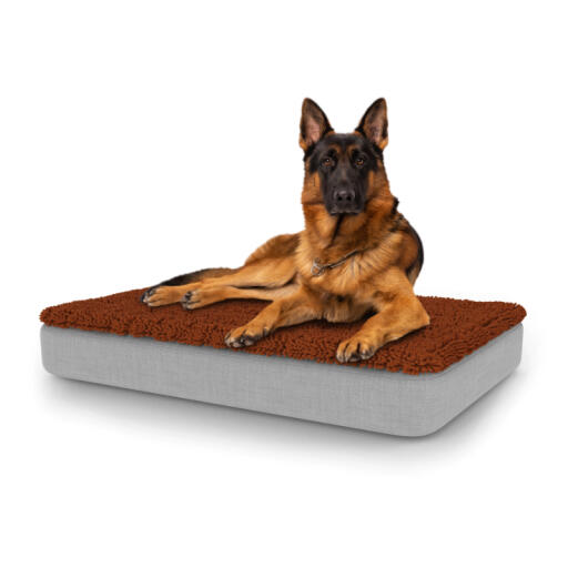 Hund sitzt auf großem Topology hundebett mit mikrofaserauflage