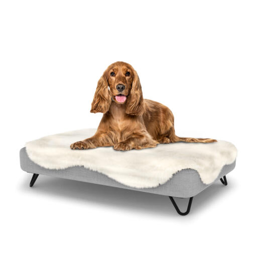 Hund sitzt auf mittelgroßem Topology memory foam hundebett mit pflegeleichtem schaffell-topper und schwarzen haarnadelfüßen