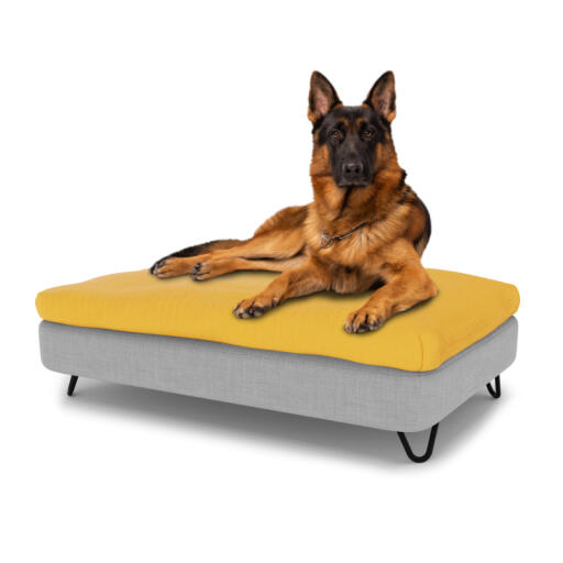 Hund sitzt auf einem großen Topology hundebett mit sitzsackauflage und schwarzen metall-haarnadelfüßen