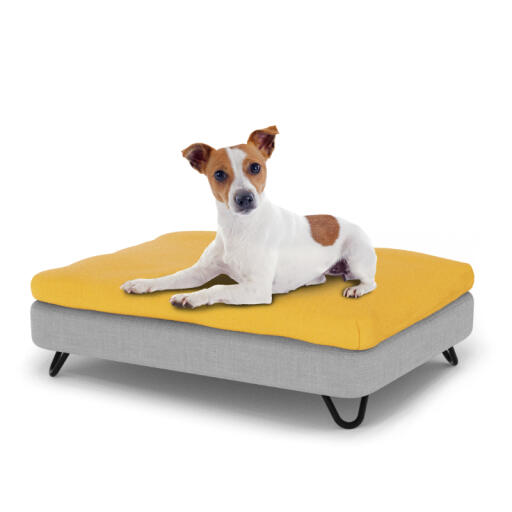 Hund sitzt auf einem kleinen Topology hundebett mit sitzsackauflage und schwarzen metall-haarnadelfüßen