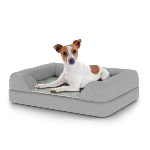 Hund sitzt auf kleinem Topology hundebett mit nackenrolle