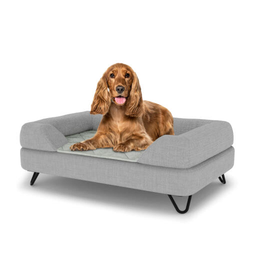 Hund sitzt auf einem mittelgroßen Topology hundebett mit grauer nackenrolle und schwarzen metall-haarnadelfüßen