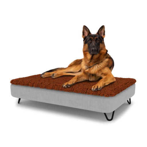 Hund sitzt auf einem großen Topology hundebett mit mikrofaserauflage und schwarzen metall-haarnadelfüßen