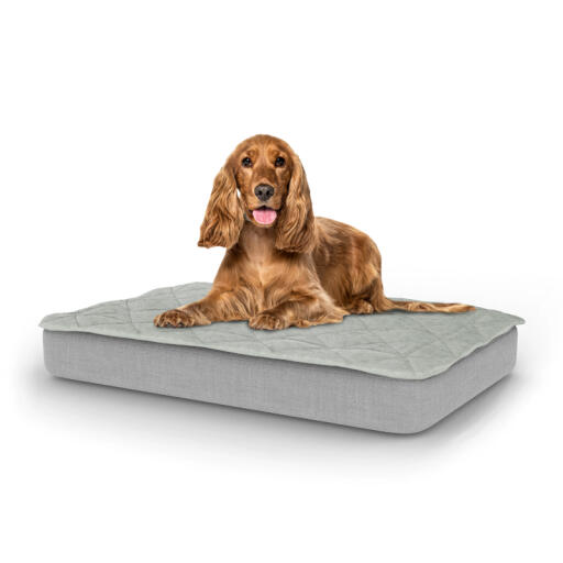 Hund sitzt auf mittelgroßem Topology hundebett mit gestepptem topper