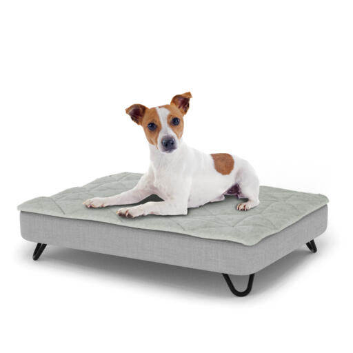 Hund sitzt auf einem kleinen Topology hundebett mit gestepptem topper und schwarzen metall-haarnadelfüßen