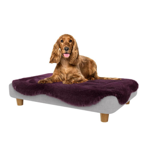 Cocker im mittleren Topology hundebett