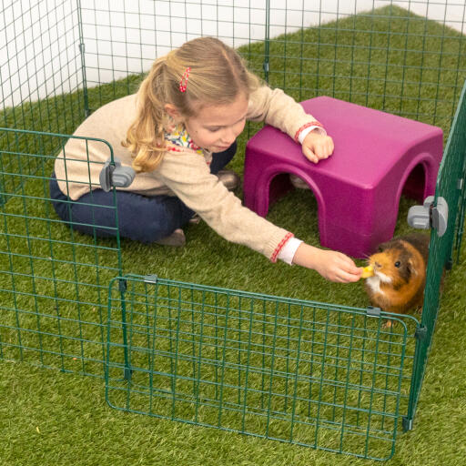 Ein junges mädchen füttert ein meerschweinchen in einem tiergehege mit einem lila unterstand