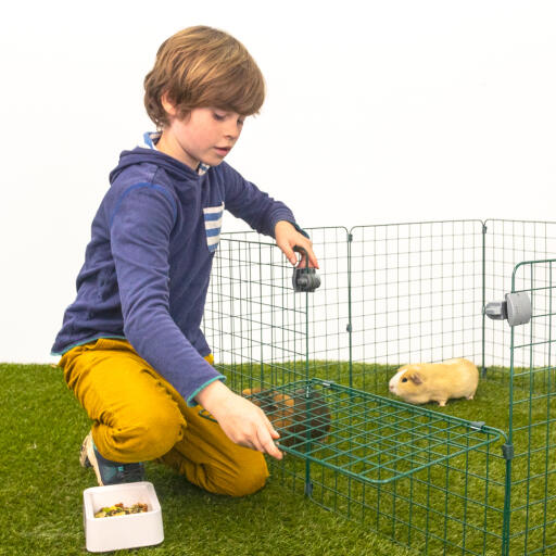 Ein junge öffnet einen meerschweinchenstall mit zwei meerschweinchen darin