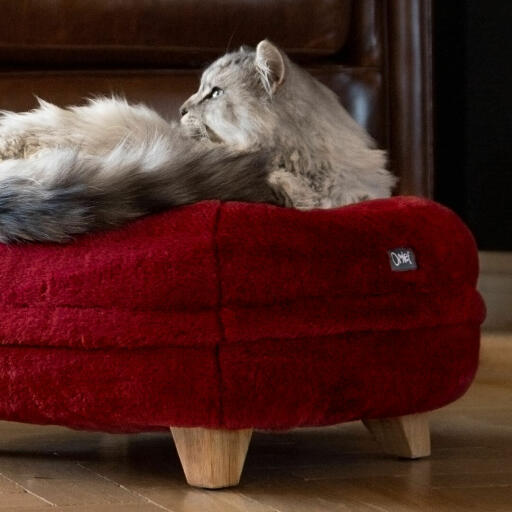 Katze sitzt auf rotem rouge Omlet donut katzenbett