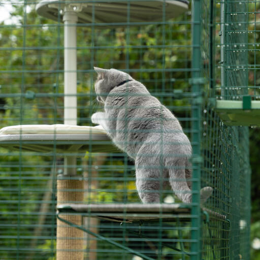 Ergänzen sie ihr katzenklo mit einem katzenregal