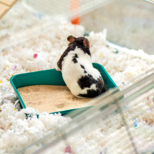 Hamster in einem sandbad im großen Omlet hamsterkäfig