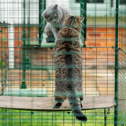 Omlet katzenregale für draußen
