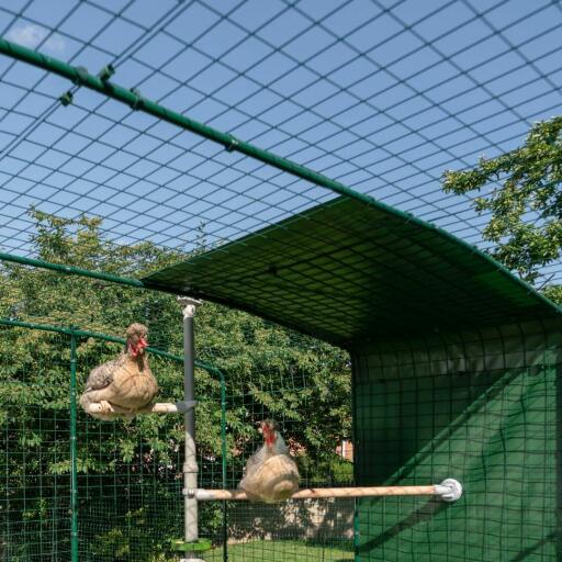 Galline utilizzano il Poletree all'interno di un recinto walk in