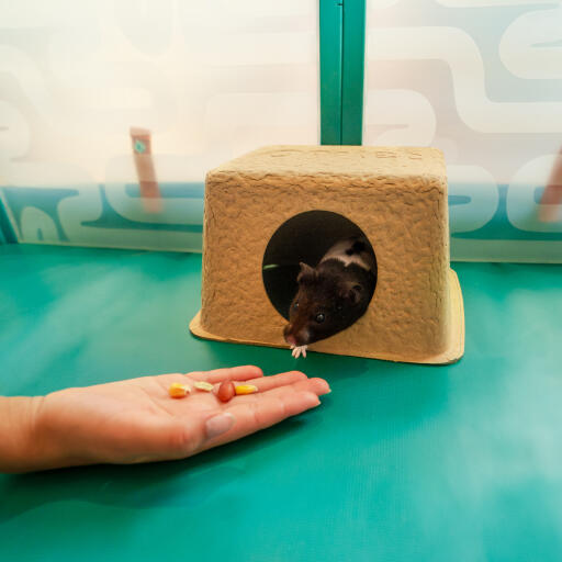 Die hand eines kindes, das einen hamster füttert, der sich in einem kompostierbaren hamsterversteck befindet