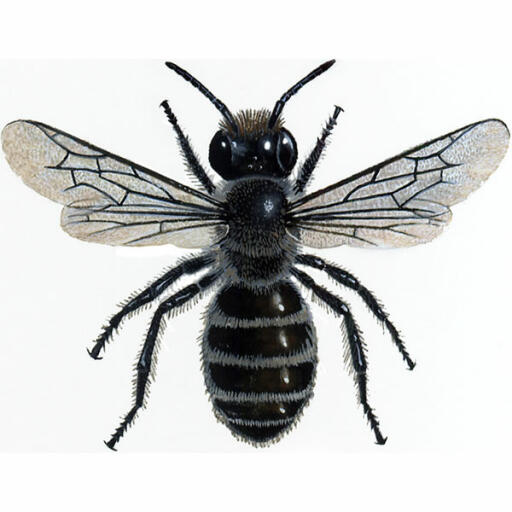 Blauer maurer - osmia caerulescens