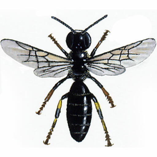 Gemeine maske - hylaeus communis