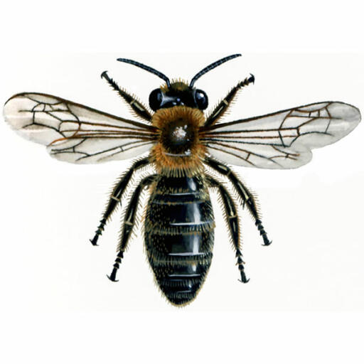 Kommunaler bergbau - andrena carantonica