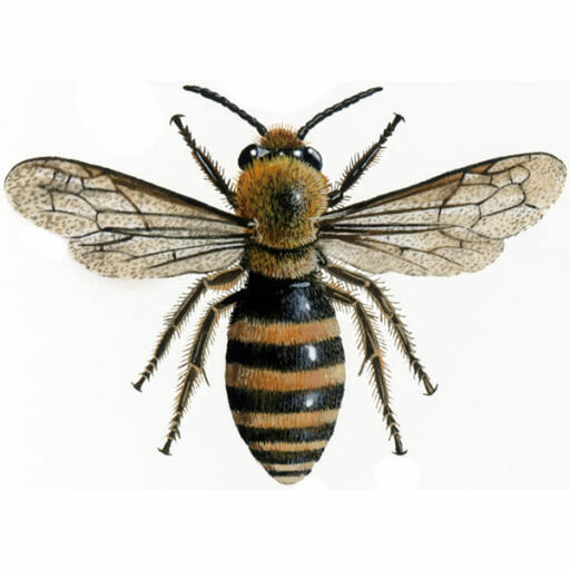 Efeubergbau - colletes hederae