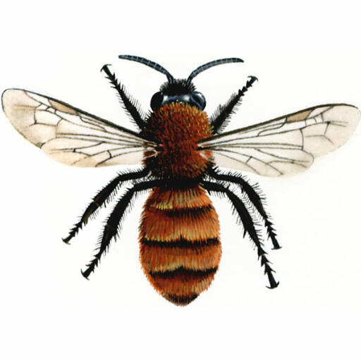 Gelbbrauner bergbau - weiblich - andrena fulva