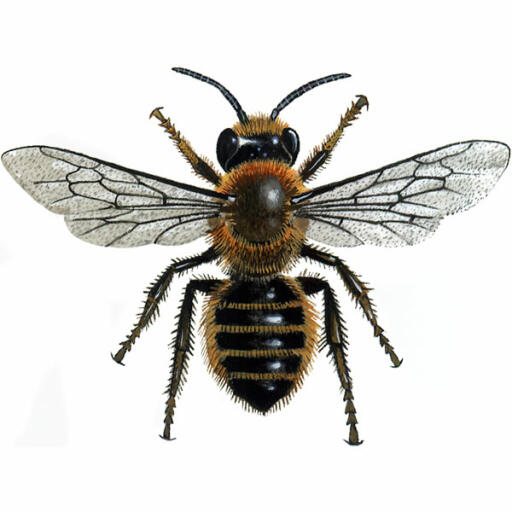 Willughby's blattschneider - megachile willughbiella