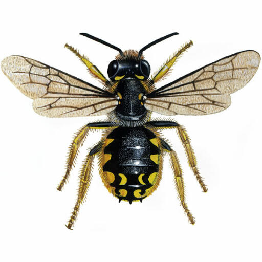 Wollkarder - männchen - anthidium manicatum