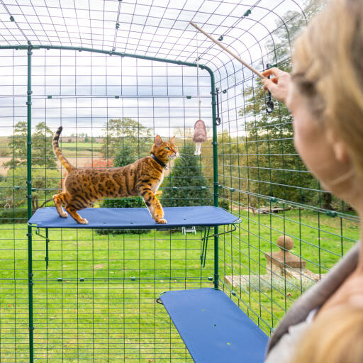 Katze klettert auf blauem outdoor-katzenregal in catio outdoor-auslauf mit entwässerungslöchern sichtbar