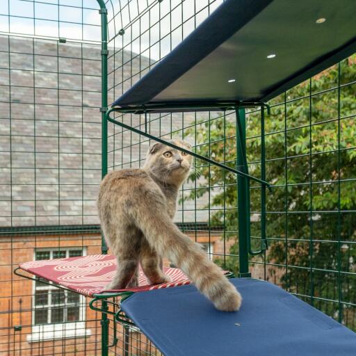 Katze stehend auf blauem outdoor-katzenregal im catio-auslauf mit sichtbaren entwässerungslöchern