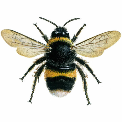 Hummel - schwanzbombe - bombus terrestris