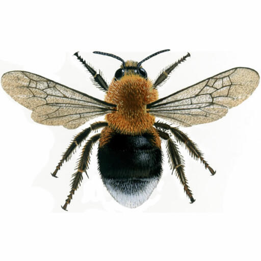 Hummel - baum - bombus hypnorum