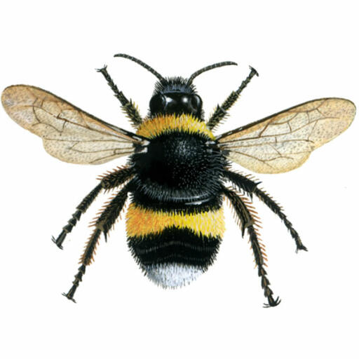 Hummel - weißschwänzig - bombus lucornum