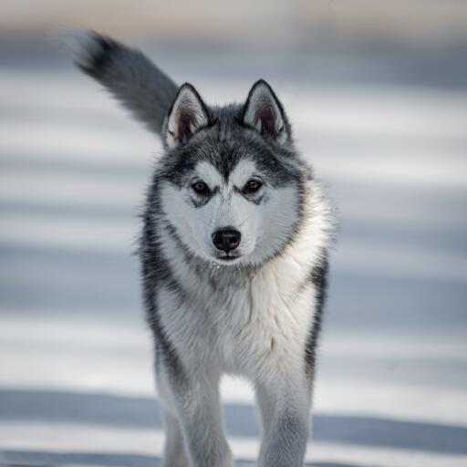 Kanadischer eskimo-hund trabt durch die Snow