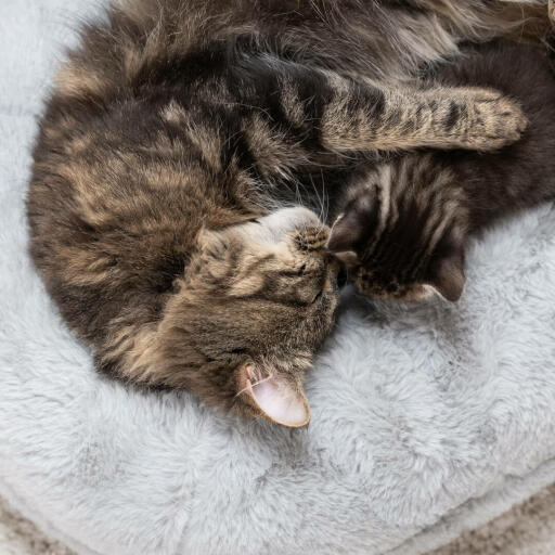 Eine Katze und ihr Junges entspannen sich auf dem luxuriösen, weichen Donut-Katzenbett