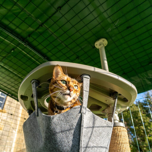 Katze in einer hängematte unter einer strapazierfähigen abdeckung in einem begehbaren auslauf