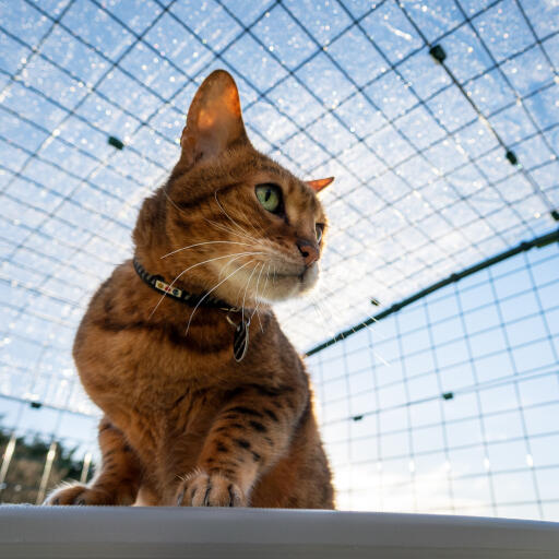 Katze unter klarem wetterschutzdach im auslauf