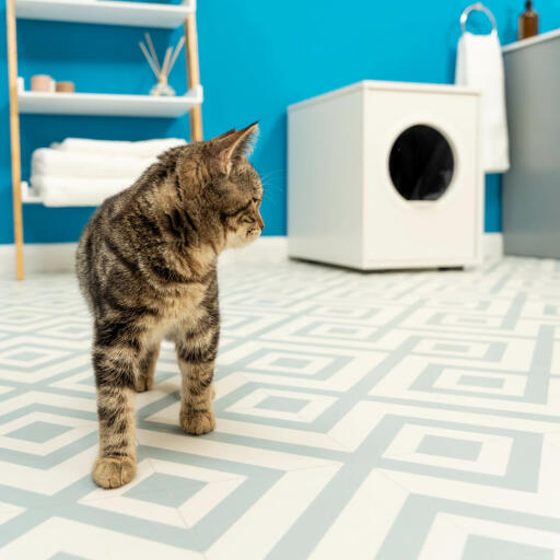 Katze im badezimmer mit Maya katzenklo möbel im hintergrund