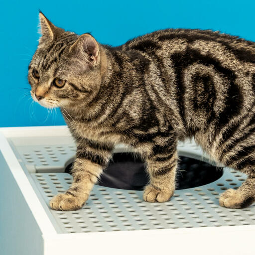 Katze auf Maya katzenklo mit oberem eingang
